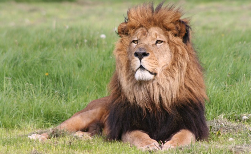 Giraffe at Longleat Safari Park